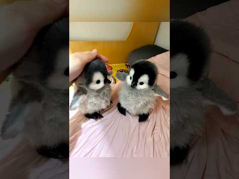 Cette mignonnerie me tue