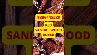 red sandalwood//ఏర్ర చందనం//Buyers//RED SANDAL BUYER