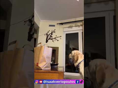 ΚΑΙ ΤΑ ΖΩΑ ΜΙΛAΝΕ Δεν μπορώ να το προσπεράσω #voiceover #funny #humour #isaakveriopoulos  #dog