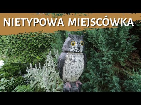 Nietypowa miejscówka -usuwanie gniazda szerszeni -likwidacja gniazda- gniazdo szerszeni - szerszenie