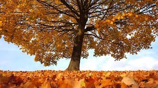 Peaceful music, Relaxing music, Nature Instrumental music "Golden Harvest" by Tim Janis