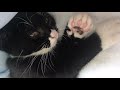 Loud Purring And Sneezing Tuxedo Kitten Turn Up Volume