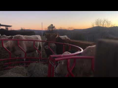 Alejandro Jodorowsky’s The Dance of Reality