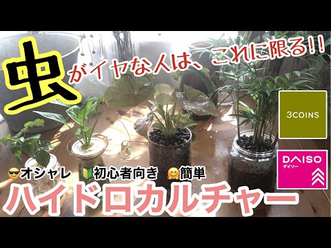 園芸 祈りの植物、ウサギの足、クズ、ヤマネ