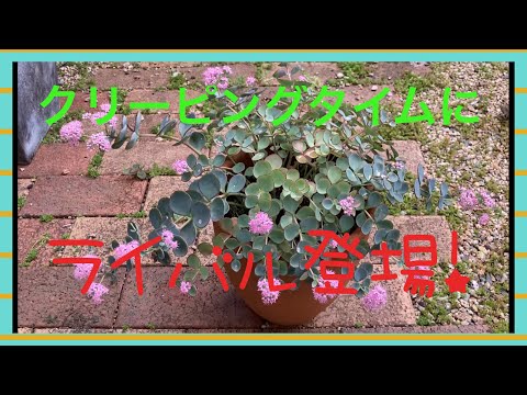 園芸 ウーリータイム