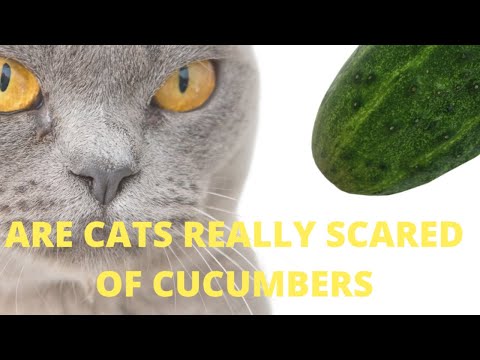 Are Cats Really Scared Of Cucumbers?