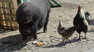 preview picture of video 'Les animaux de la  Ferme  Couderc Vallérargues - Gard'