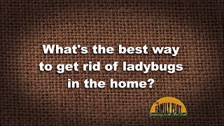 Q&A – What’s the best way to get rid of ladybugs in the home?