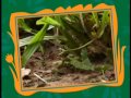 Barney The Ants Go Marching Song