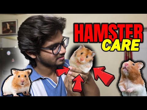 How to Take Care of a Hamster 🐹 | Beginner Mistakes to Avoid ⚠️