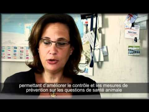 Influenza aviaire : procédures d'échantillonnage et tests de laboratoire