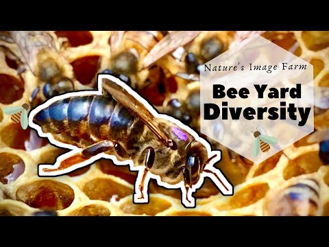 BEEYARD DIVERSITY-Fat Bee Man, Bob Binnie, Sue Cobey Genetics