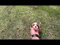 Cavapoo dogs for sale: Scarlett - Video 1