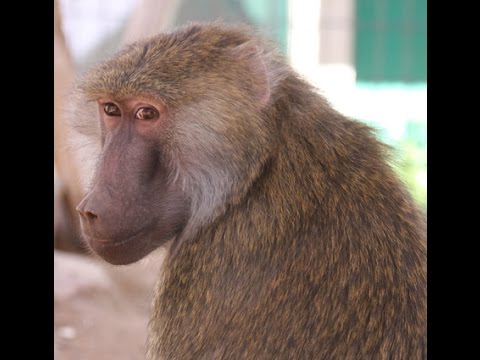 Help Rescued Monkeys in Arizona