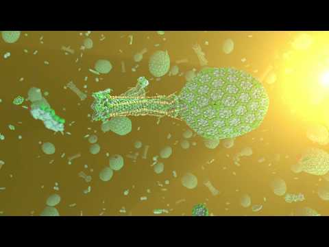 How DNA got into the bacteriophage