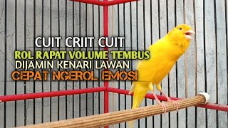 Download lagu kenari gacor panjang Cuit Cuit EMOSI, Pancingan Kenari Paud Belajar Bunyi, terapi AMPUH Kenari MACET mp3 Download lagu kenari gacor panjang Cuit Cuit EMOSI, Pancingan Kenari Paud Belajar Bunyi, terapi AMPUH Kenari MACET mp3