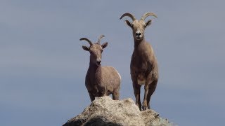 The Desert Big Horn:  A Nevada Legacy