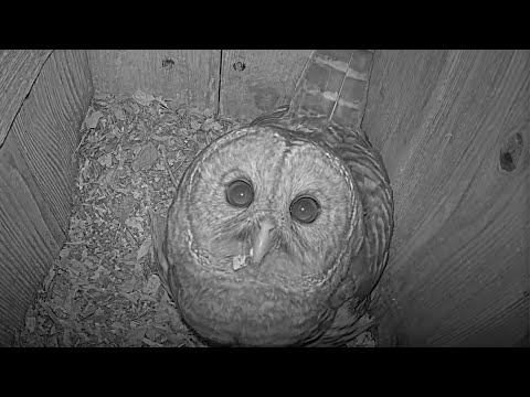 Barred Owls Hoot To Each Other Before Midnight Incubation Break – March 17, 2025