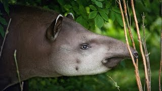 The coolest animal you know nothing about ... and how we can save it | Patrícia Medici