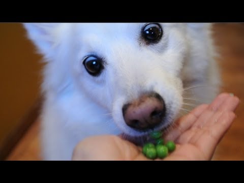 download lagu mp3 mp4 Can Dogs Have Peas, download lagu Can Dogs Have Peas gratis, unduh video klip Can Dogs Have Peas