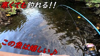 黒くて長くて太くてヌルヌルなお魚がめっちゃ釣れた！！