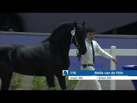 HK 2024   Event 1 Part 1  Second viewing of the selected young stallions   English
