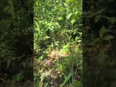 Trail Running en Heliconia, Antioquia  #trail #trailrunning #running #runner #run #trekking #travel