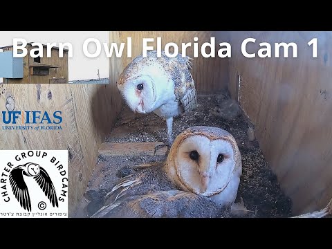 LIVE Barn Owl Florida Cam 1| The Charter Group of Wildlife Ecology| University of Florida