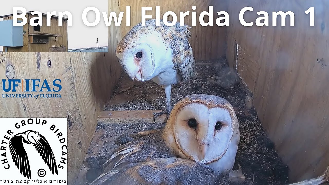 Live webcam view of American Barn Owl Nest Box Cam