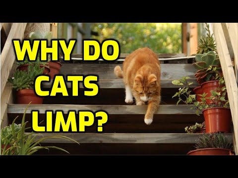 Why Is My Cat Limping But Not In Pain?