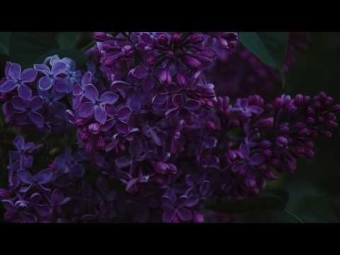 Ecepta - Flora