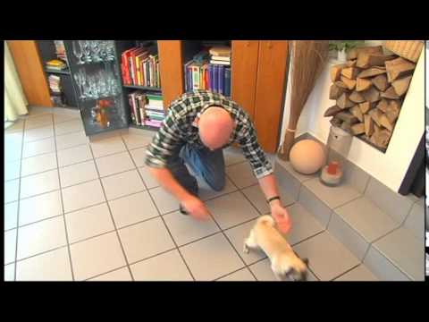 Hygiene rund ums Tier