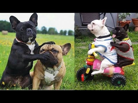 Funny and Cute French Bulldog Puppies Compilation #4 - Cutest French Bulldog
