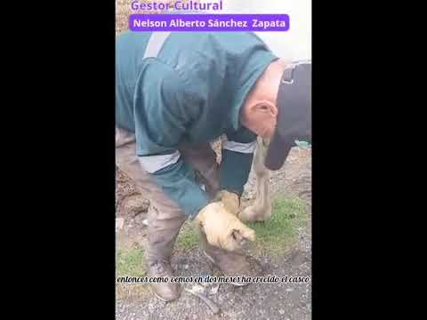 NELSON ALBERTO SÁNCHEZ ZAPATA: EL GUARDIÁN DEL HIERRO Y EL AGUA