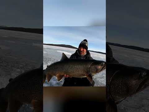 Huge lake trout from the Yukon #fishshimano #fishFrostbite #fxr