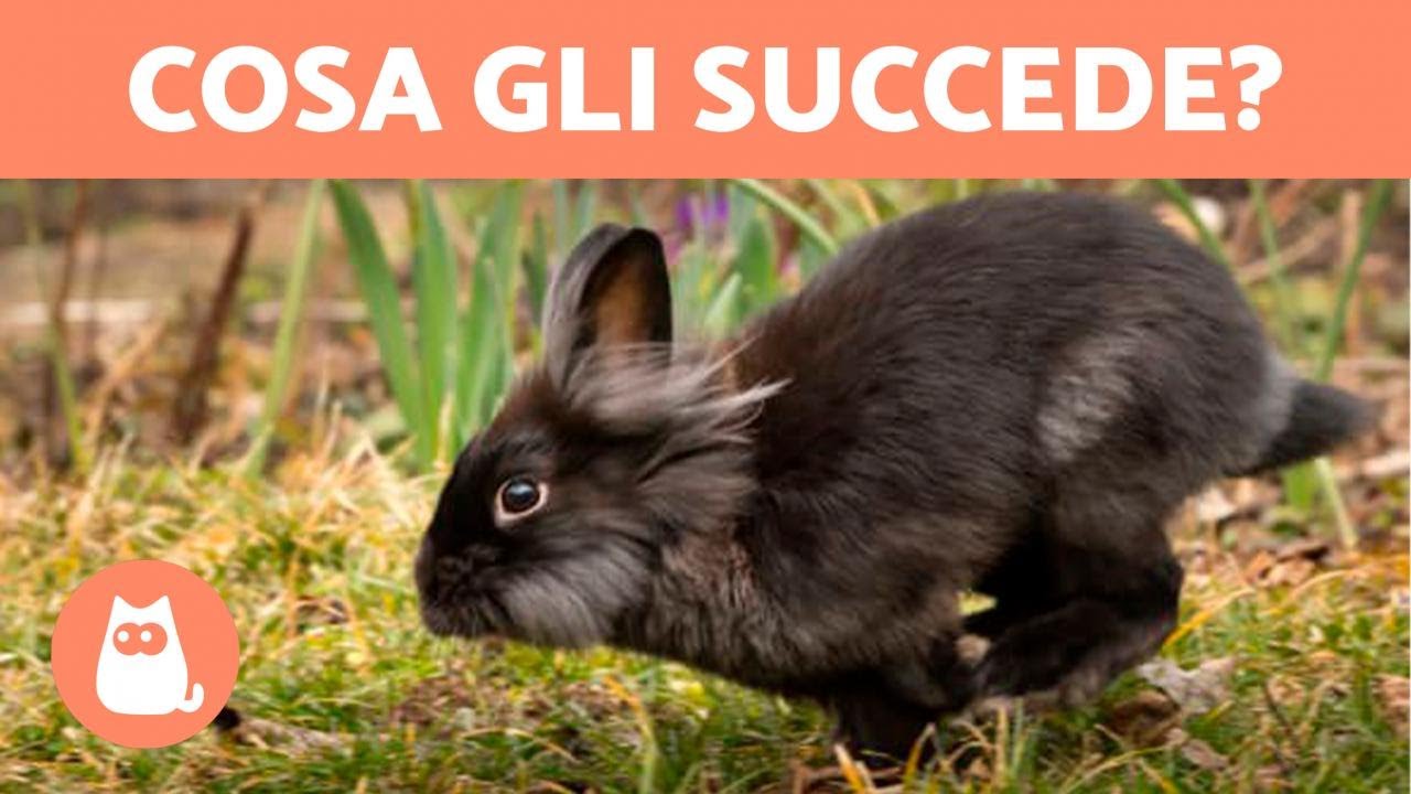 Watch Now Perché il CONIGLIO GIRA su sé stesso 🐇🔄 (Cause e soluzioni) Perché il CONIGLIO GIRA su sé stesso 🐇🔄 (Cause e soluzioni)