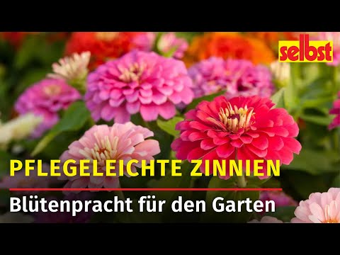 Pflegeleichte Zinnien: Farbenfrohe Akzente für jeden Garten