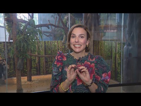 Around Town - Brookfield Zoo Chicago - YouTube