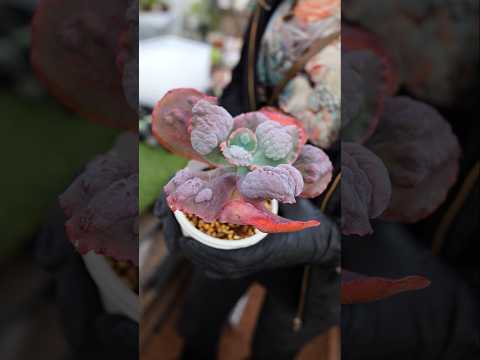 効果的な予防と同時に苗木をケラコオロギから守るにはどうすればよいでしょうか?  庭園