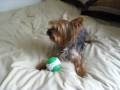 Elmo And His Squeaky Ball