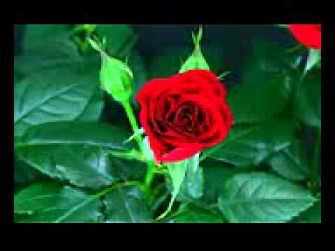 flower red rose blooming