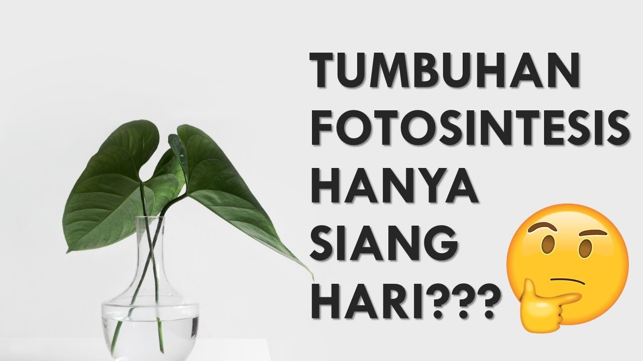 Apakah pada malam hari tumbuhan bisa melakukan fotosintesis