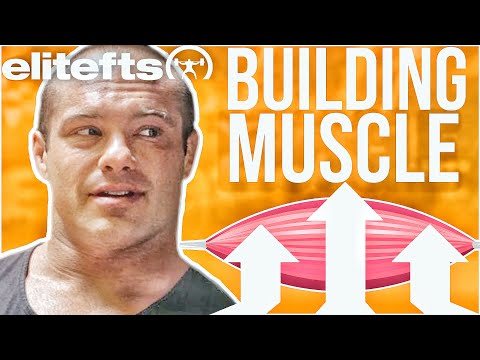 Why Is Building Muscle So Hard ? Mike Israetel | Renaissance Periodization