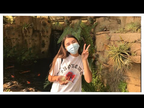 Home Depot & Lowes Air Plant (Tillandsia) Supplier Plant Tour