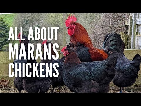 Marans Chickens: Breed Profile, Varieties and Care