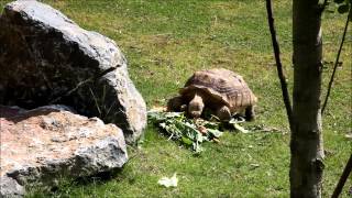 preview picture of video 'Zoo de Maubeuge - Tortue sulcata'