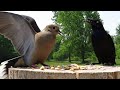 Mourning dove doesn't play well with others