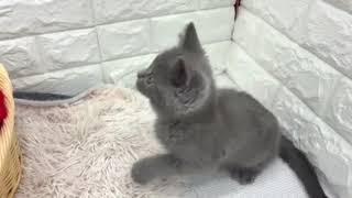 ブリティッシュショートヘアの動画01