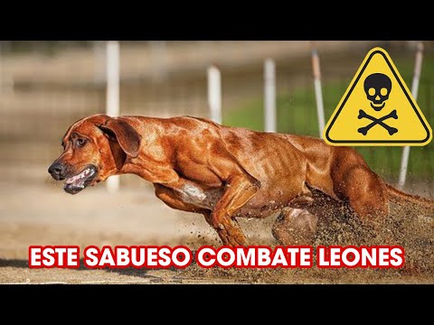 LA VERDADERA HISTORIA DE LOS PERROS Rhodesian Ridgeback