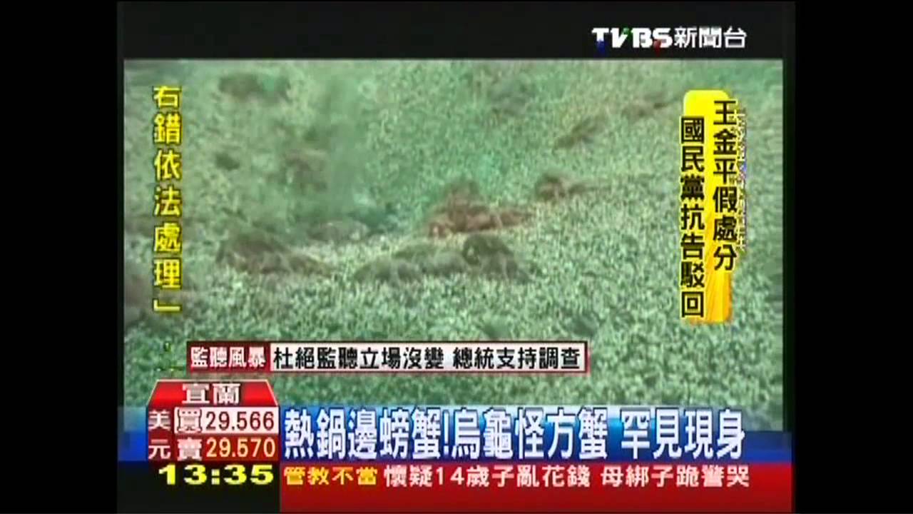 熱鍋邊螃蟹!烏龜怪方蟹 罕見現身